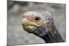 South America, Ecuador, Galapagos Islands. Galapagos Tortoise head.-Kymri Wilt-Mounted Photographic Print