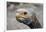 South America, Ecuador, Galapagos Islands. Galapagos Tortoise head.-Kymri Wilt-Framed Photographic Print