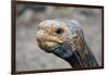 South America, Ecuador, Galapagos Islands. Galapagos Tortoise head.-Kymri Wilt-Framed Photographic Print