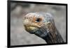 South America, Ecuador, Galapagos Islands. Galapagos Tortoise head.-Kymri Wilt-Framed Photographic Print