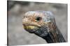 South America, Ecuador, Galapagos Islands. Galapagos Tortoise head.-Kymri Wilt-Stretched Canvas