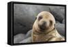 South America, Ecuador, Galapagos Islands. Portrait of Sea Lion Pup-Jaynes Gallery-Framed Stretched Canvas