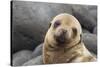 South America, Ecuador, Galapagos Islands. Portrait of Sea Lion Pup-Jaynes Gallery-Stretched Canvas