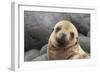 South America, Ecuador, Galapagos Islands. Portrait of Sea Lion Pup-Jaynes Gallery-Framed Photographic Print