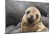 South America, Ecuador, Galapagos Islands. Portrait of Sea Lion Pup-Jaynes Gallery-Mounted Photographic Print
