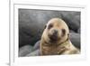 South America, Ecuador, Galapagos Islands. Portrait of Sea Lion Pup-Jaynes Gallery-Framed Photographic Print