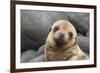 South America, Ecuador, Galapagos Islands. Portrait of Sea Lion Pup-Jaynes Gallery-Framed Photographic Print