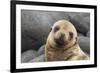 South America, Ecuador, Galapagos Islands. Portrait of Sea Lion Pup-Jaynes Gallery-Framed Photographic Print