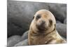 South America, Ecuador, Galapagos Islands. Portrait of Sea Lion Pup-Jaynes Gallery-Mounted Photographic Print