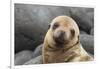 South America, Ecuador, Galapagos Islands. Portrait of Sea Lion Pup-Jaynes Gallery-Framed Photographic Print