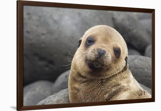 South America, Ecuador, Galapagos Islands. Portrait of Sea Lion Pup-Jaynes Gallery-Framed Photographic Print