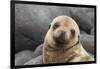 South America, Ecuador, Galapagos Islands. Portrait of Sea Lion Pup-Jaynes Gallery-Framed Photographic Print