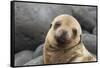 South America, Ecuador, Galapagos Islands. Portrait of Sea Lion Pup-Jaynes Gallery-Framed Stretched Canvas