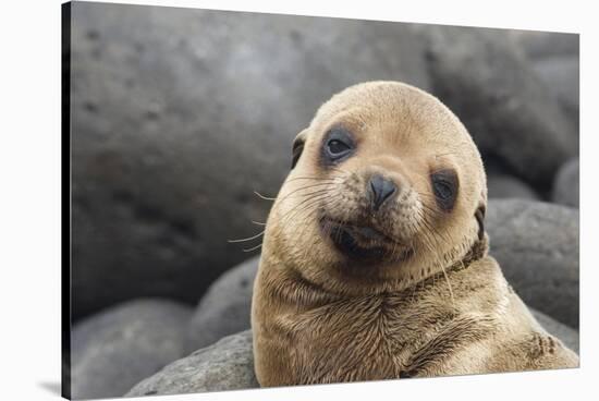 South America, Ecuador, Galapagos Islands. Portrait of Sea Lion Pup-Jaynes Gallery-Stretched Canvas