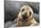 South America, Ecuador, Galapagos Islands. Portrait of Sea Lion Pup-Jaynes Gallery-Stretched Canvas