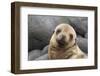 South America, Ecuador, Galapagos Islands. Portrait of Sea Lion Pup-Jaynes Gallery-Framed Premium Photographic Print