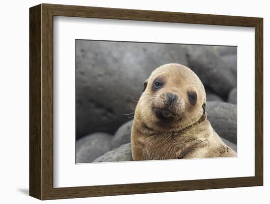South America, Ecuador, Galapagos Islands. Portrait of Sea Lion Pup-Jaynes Gallery-Framed Photographic Print