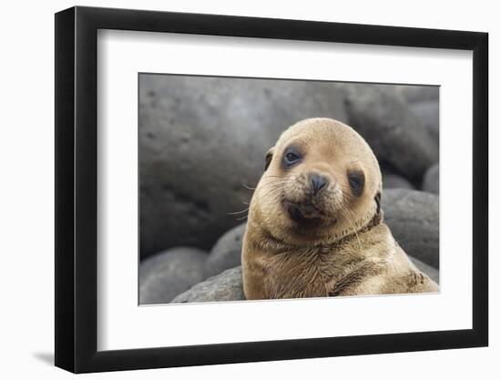 South America, Ecuador, Galapagos Islands. Portrait of Sea Lion Pup-Jaynes Gallery-Framed Photographic Print