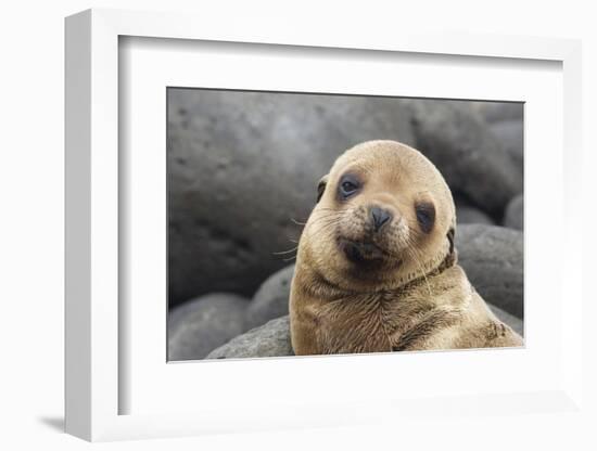 South America, Ecuador, Galapagos Islands. Portrait of Sea Lion Pup-Jaynes Gallery-Framed Photographic Print