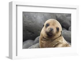 South America, Ecuador, Galapagos Islands. Portrait of Sea Lion Pup-Jaynes Gallery-Framed Photographic Print