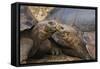 South America, Ecuador, Galapagos Islands. Two Giant Male Tortoises-Jaynes Gallery-Framed Stretched Canvas