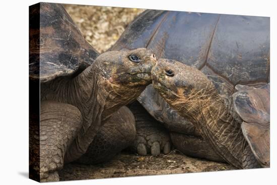 South America, Ecuador, Galapagos Islands. Two Giant Male Tortoises-Jaynes Gallery-Stretched Canvas