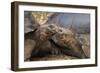 South America, Ecuador, Galapagos Islands. Two Giant Male Tortoises-Jaynes Gallery-Framed Photographic Print