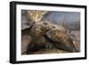 South America, Ecuador, Galapagos Islands. Two Giant Male Tortoises-Jaynes Gallery-Framed Photographic Print