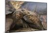 South America, Ecuador, Galapagos Islands. Two Giant Male Tortoises-Jaynes Gallery-Mounted Photographic Print