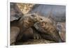 South America, Ecuador, Galapagos Islands. Two Giant Male Tortoises-Jaynes Gallery-Framed Photographic Print