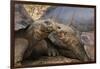 South America, Ecuador, Galapagos Islands. Two Giant Male Tortoises-Jaynes Gallery-Framed Photographic Print