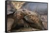 South America, Ecuador, Galapagos Islands. Two Giant Male Tortoises-Jaynes Gallery-Framed Stretched Canvas