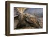 South America, Ecuador, Galapagos Islands. Two Giant Male Tortoises-Jaynes Gallery-Framed Photographic Print