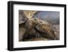 South America, Ecuador, Galapagos Islands. Two Giant Male Tortoises-Jaynes Gallery-Framed Photographic Print