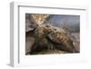 South America, Ecuador, Galapagos Islands. Two Giant Male Tortoises-Jaynes Gallery-Framed Photographic Print