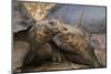 South America, Ecuador, Galapagos Islands. Two Giant Male Tortoises-Jaynes Gallery-Mounted Photographic Print