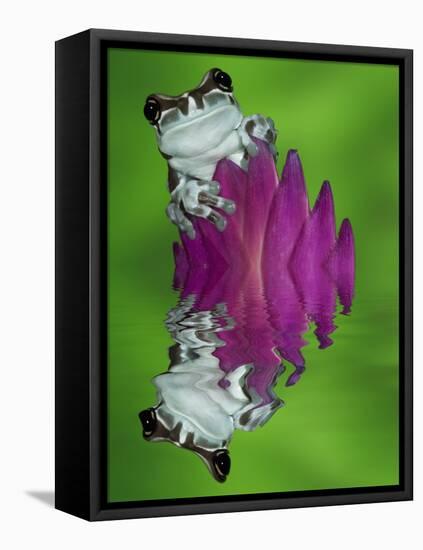 South America, Panama. Amazon milk frog reflects in water.-Jaynes Gallery-Framed Stretched Canvas
