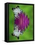 South America, Panama. Amazon milk frog reflects in water.-Jaynes Gallery-Framed Stretched Canvas