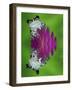 South America, Panama. Amazon milk frog reflects in water.-Jaynes Gallery-Framed Photographic Print