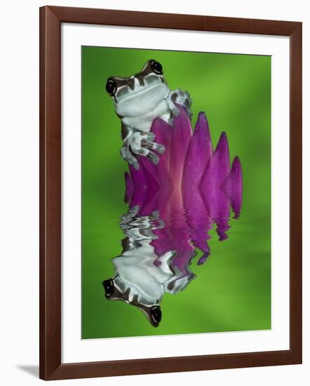 South America, Panama. Amazon milk frog reflects in water.-Jaynes Gallery-Framed Photographic Print