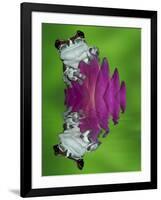 South America, Panama. Amazon milk frog reflects in water.-Jaynes Gallery-Framed Photographic Print