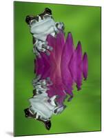 South America, Panama. Amazon milk frog reflects in water.-Jaynes Gallery-Mounted Photographic Print