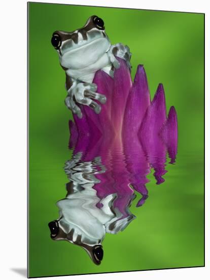 South America, Panama. Amazon milk frog reflects in water.-Jaynes Gallery-Mounted Photographic Print