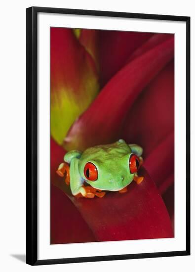 South America, Panama. Red-eyed tree frog on bromeliad flower.-Jaynes Gallery-Framed Photographic Print