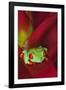 South America, Panama. Red-eyed tree frog on bromeliad flower.-Jaynes Gallery-Framed Photographic Print