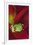 South America, Panama. Red-eyed tree frog on bromeliad flower.-Jaynes Gallery-Framed Photographic Print