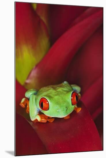 South America, Panama. Red-eyed tree frog on bromeliad flower.-Jaynes Gallery-Mounted Photographic Print