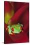South America, Panama. Red-eyed tree frog on bromeliad flower.-Jaynes Gallery-Stretched Canvas