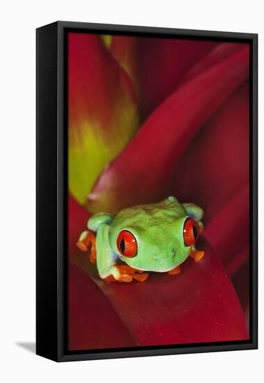 South America, Panama. Red-eyed tree frog on bromeliad flower.-Jaynes Gallery-Framed Stretched Canvas
