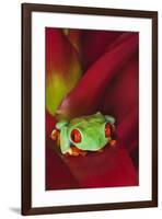 South America, Panama. Red-eyed tree frog on bromeliad flower.-Jaynes Gallery-Framed Premium Photographic Print